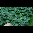 Gard viu artificial cu frunze realistice, usor de montat, pentru decor exterior si interior, 1m x 3 m